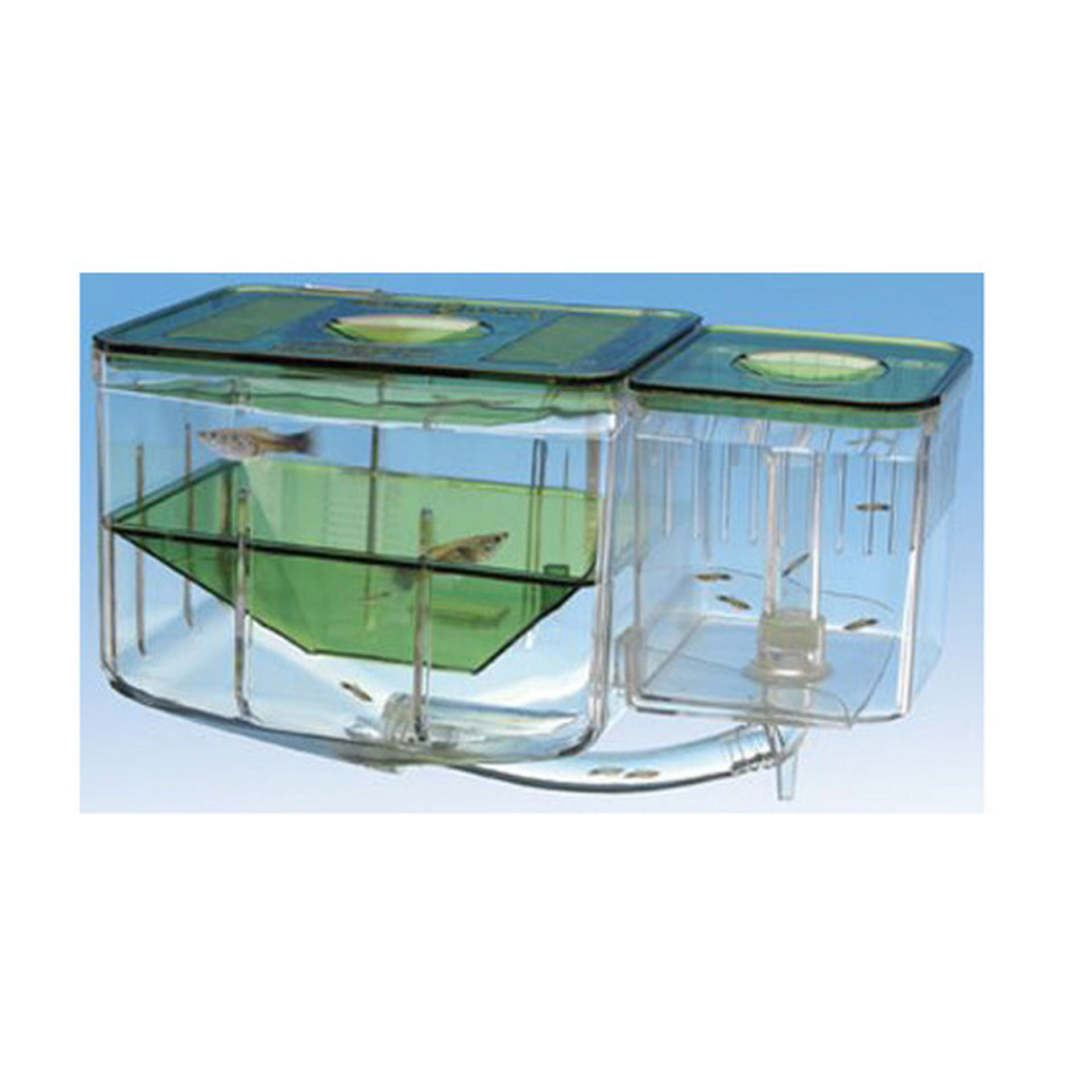 1084915_672-AN2.jpg AKVARYUM YAVRULUK - Görsel 1