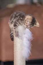 Beeztees Kedi Tırmalama ve Oyuncağı, Gri, 35x35x53cm - Görsel 3