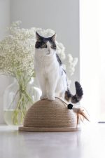 Beeztees DBL Kedi Tırmalama ve Oyuncağı, 34,5x34,5x18cm - Görsel 3