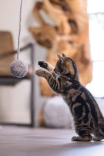 Beeztees Yavru Kedi Oyuncağı, Kuyruklu Yün Top, 6,5cm, 35cm kuyruk - Görsel 3