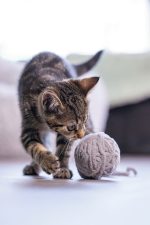 Beeztees Yavru Kedi Oyuncağı, Kuyruklu Yün Top, 6,5cm, 35cm kuyruk - Görsel 7