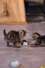 Beeztees Yavru Kedi Oyuncağı, Hışırtılı Top, 4 Adet, 5cm - Görsel 9