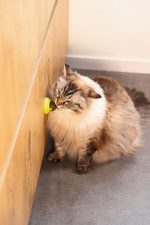 Beeztees Kedi Oyuncağı, Kediotu Topları, 3 Adet, 5x5x4cm - Görsel 4