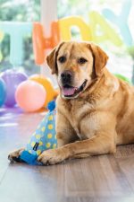 Beeztees Köpek Oyuncağı, Şapka, Peluş, Mavi, 22x14x14cm - Görsel 5