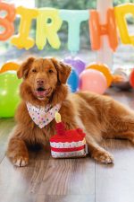 Beeztees Köpek Oyuncağı, Pasta Dilimi, Peluş, Renkli, 19x14x11cm - Görsel 3