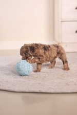 Beeztees Yavru Köpek Oyuncağı, Top, Peluş, Mavi, 10cm - Görsel 2