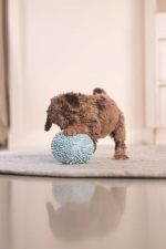 Beeztees Yavru Köpek Oyuncağı, Top, Peluş, Mavi, 10cm - Görsel 7