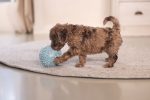 Beeztees Yavru Köpek Oyuncağı, Top, Peluş, Mavi, 10cm - Görsel 9