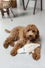 Beeztees Köpek Oyuncağı, Timsah, Peluş, Beyaz, 36x16x10cm - Görsel 2