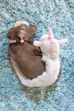 Beeztees Yavru Köpek Oyuncağı, Unicorn, Peluş, Beyaz, 49x10x14cm - Görsel 4