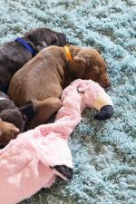 Beeztees Yavru Köpek Oyuncağı, Flamingo, Peluş, Pembe, 43x24x4cm - Görsel 5