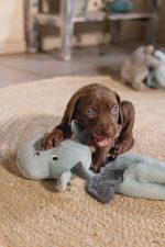 Beeztees Yavru Köpek Oyuncağı, Dragon, Peluş, Gri, 45x24,5x6cm - Görsel 5