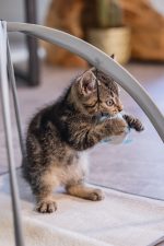 Beeztees Yavru Kedi Oyun Parkı, 40x40x33cm - Görsel 7