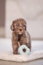 Beeztees Köpek Oyuncağı, Sesli, Donut, Lateks, Çeşitli Renklerde, 7x7x3cm - Görsel 2