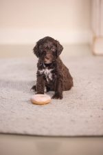 Beeztees Köpek Oyuncağı, Sesli, Donut, Lateks, Çeşitli Renklerde, 7x7x3cm - Görsel 4