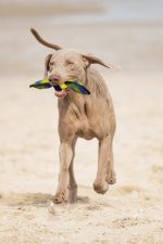 Beeztees Köpek Oyuncağı, Yüzen, Tenis Topu, Mavi/Sarı, 30x9,5x6,3cm - Görsel 2