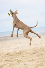 Beeztees Köpek Oyuncağı, Yüzen, Tenis Topu, Mavi/Sarı, 30x9,5x6,3cm - Görsel 4