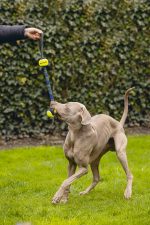 Beeztees Köpek Oyuncağı, Yüzen, Tutamaçlı İki Tenis Topu, Mavi/Sarı, 44x6,3x6,3cm - Görsel 2