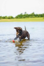 Beeztees Köpek Oyuncağı, Yüzen, İçi Su Dolabilen Toplar, Mavi/Kırmızı, 3 Adet, 6,2cm - Görsel 2