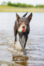 Beeztees Köpek Oyuncağı, Yüzen, İçi Su Dolabilen Toplar, Mavi/Kırmızı, 3 Adet, 6,2cm - Görsel 4