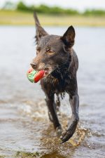 Beeztees Köpek Oyuncağı, Yüzen, İçi Su Dolabilen Toplar, Mavi/Kırmızı, 3 Adet, 6,2cm - Görsel 5