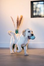 Beeztees Yavru Köpek Oyuncağı, Ödül ve Oyun, Yumurta, Kauçuk, Turkuaz, 6x6x8cm - Görsel 5