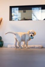 Beeztees Yavru Köpek Oyuncağı, Ödül ve Oyun, Yumurta, Kauçuk, Turkuaz, 6x6x8cm - Görsel 6