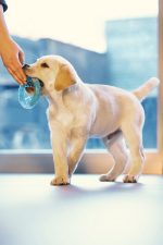 Beeztees Yavru Köpek Oyuncağı, Diş Kaşıma için Soğutulabilir, TPR, Mavi, 10x10x2,3cm - Görsel 3