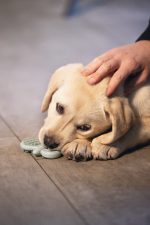 Beeztees Yavru Köpek Oyuncağı, Diş Kaşıma, Kauçuk, Yeşil, 9,5x5,5x2cm - Görsel 2