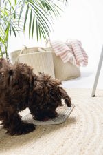 Beeztees Yavru Köpek Yaş Mama Yeme Oyuncağı, Kare, Silikon, Gri, 20x20cm - Görsel 2