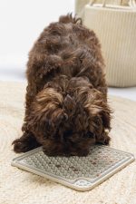 Beeztees Yavru Köpek Yaş Mama Yeme Oyuncağı, Kare, Silikon, Gri, 20x20cm - Görsel 3