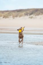 Beeztees Köpek Oyuncağı, Yüzen, Şamandıra, TPR, Sarı, 28x13x8cm - Görsel 2