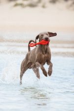 Beeztees Köpek Oyuncağı, Yüzen, Şamandıra, TPR, Kırmızı, 28x13x8cm - Görsel 3