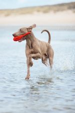 Beeztees Köpek Oyuncağı, Yüzen, Şamandıra, TPR, Kırmızı, 28x13x8cm - Görsel 2