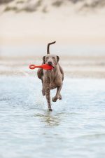 Beeztees Köpek Oyuncağı, Yüzen, Şamandıra, TPR, Kırmızı, 28x13x8cm - Görsel 4