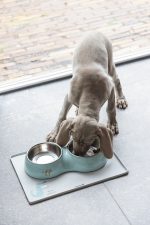 Beeztees Köpek İkili Mama ve Su Kabı, Paslanmaz Çelik, Turkuaz, 34x17,5cm, 2x350ml - Görsel 2