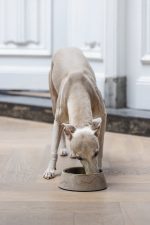 Beeztees DBL Köpek Mama Su Kabı, Mat Altın Rengi Paslanmaz Çelik, Bej Mermer Görünümlü, 17,5cm, 350m - Görsel 4