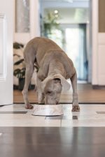 Beeztees DBL Köpek Mama Su Kabı, Mat Altın Rengi Paslanmaz Çelik, Bej Mermer Görünümlü, 22cm, 700ml - Görsel 5