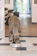 Beeztees DBL Köpek Mama Su Kabı, Mat Altın Rengi Paslanmaz Çelik, Bej Mermer Görünümlü, 22cm, 700ml - Görsel 3