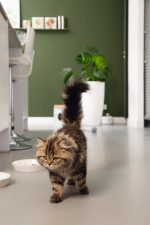 Beeztees Yavru Kedi Mama Su Kabı, Seramik, Gri Sarı, 17,5cmx3,5cm - Görsel 4