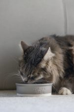 Beeztees DBL Kedi Mama Su Kabı, Seramik, Mat Gri, 12cm, 300ml - Görsel 2