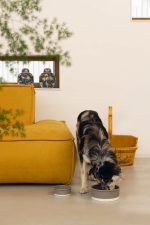 Beeztees DBL Köpek Mama Su Kabı, Seramik, Mat Gri, 13cm, 160ml - Görsel 2