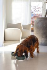 Beeztees DBL Köpek Mama Su Kabı, Seramik, Mat Yeşil, 13cm, 160ml - Görsel 2