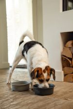 Beeztees DBL Köpek Mama Su Kabı, Mat Gri Paslanmaz Çelik, 16cm, 940ml - Görsel 4