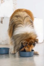 Beeztees DBL Köpek Mama Su Kabı, Mat Siyah Paslanmaz Çelik, 20cm, 1,9L - Görsel 4