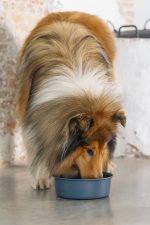 Beeztees DBL Köpek Mama Su Kabı, Mat Siyah Paslanmaz Çelik, 20cm, 1,9L - Görsel 2