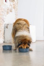 Beeztees DBL Köpek Mama Su Kabı, Mat Siyah Paslanmaz Çelik, 20cm, 1,9L - Görsel 7