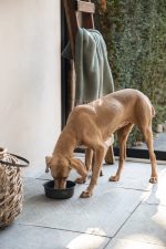 Beeztees DBL Köpek Mama Su Kabı, Mat Siyah Paslanmaz Çelik, 20cm, 1,9L - Görsel 10