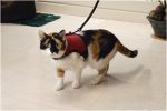 Beeztees Kedi Göğüs Tasması, Comfort, Zili ve Gezdirme Kayışı, 22-24.5cm Boyun, 30-39cm Göğüs