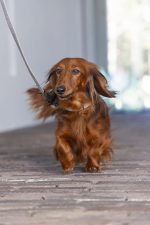 Beeztees DBL Köpek Tasması, Kadife, Gri, 26-40cm, 15mm - Görsel 5